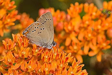 日本推主称《湮灭之潮》和《最终幻想16》很像